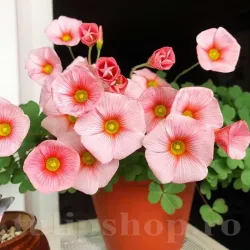 Bulbi Oxalis Obtusa (Trifoi)
