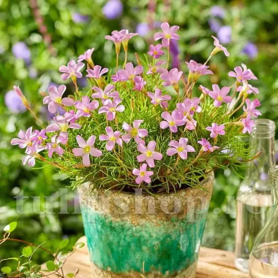 Bulbi Oxalis Pink Spider (Trifoi) - Toamna bulbi oxalis pink spider trifoi frunze inguste toamna