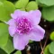 Bulbi Oxalis Pom Pom (Trifoi) - Toamna