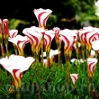 bulbi oxalis versicolor candy cane gradina 110x110