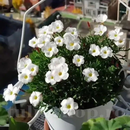 Bulbi Oxalis White Spider (Trifoi) - Toamna bulbi oxalis white spider alb decorativ