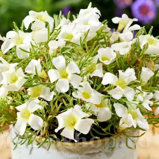Bulbi Oxalis White Spider (Trifoi) - Toamna bulbi oxalis white spider flori albe elegante toamna