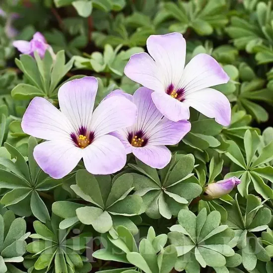 bulbi toamna oxalis adenophylla floare roz
