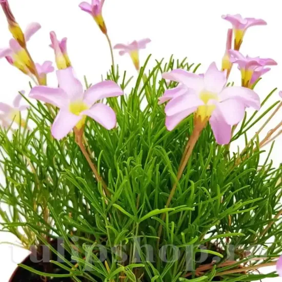 Bulbi Oxalis Pink Spider (Trifoi) - Toamna bulbi trifoi decorativ oxalis pink spider ghiveci interior