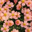 bulbi trifoi oxalis obtusa floare portocaliu roz 110x110
