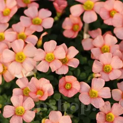Bulbi Oxalis Obtusa (Trifoi) Bulbi Oxalis Obtusa (Trifoi)