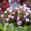 Bulbi Oxalis Autumn Pink (Trifoi) - Toamna bulbi trifoi roz oxalis autumn pink gradina 110x110