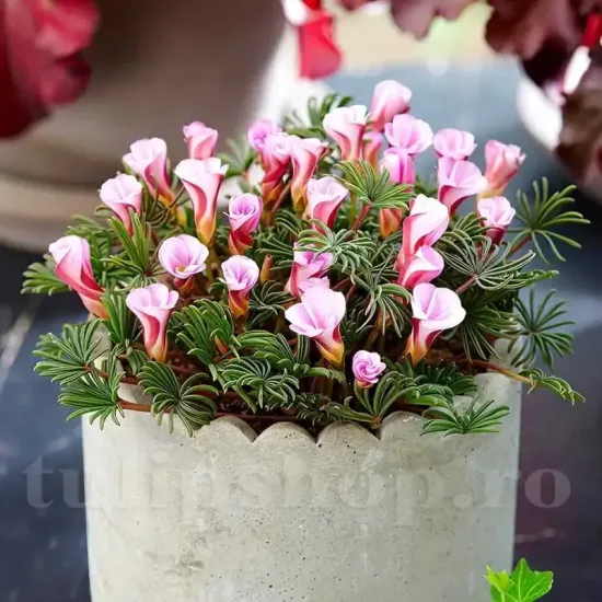 Bulbi Oxalis Autumn Pink (Trifoi) - Toamna floare oxalis autumn pink covor vegetal roz