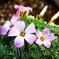 Bulbi Oxalis Adenophylla (Trifoi) - Toamna