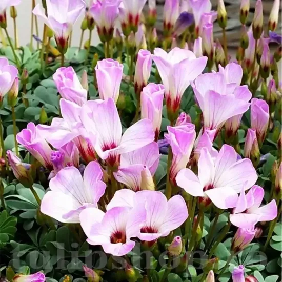 oxalis adenophylla trifoi argintiu bulbi toamna