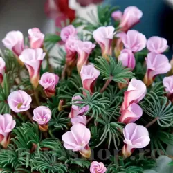 Bulbi Oxalis Autumn Pink (Trifoi) - Toamna