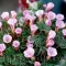 Bulbi Oxalis Autumn Pink (Trifoi) - Toamna