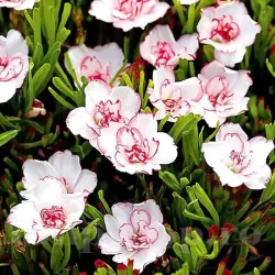 Bulbi Oxalis Double Pink Wonder (Trifoi) - Toamna