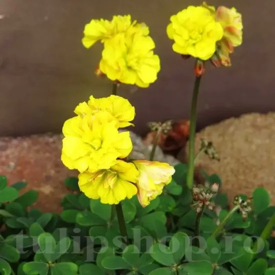 Bulbi Oxalis Double Trouble (Trifoi) oxalis double trouble bulbi plantare toamna