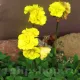 Bulbi Oxalis Double Trouble (Trifoi) oxalis double trouble bulbi plantare toamna