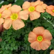 oxalis obtusa covor vegetal inflorit soare 110x110