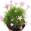 Bulbi Oxalis Pink Spider (Trifoi) - Toamna oxalis pink spider plantare toamna soare 110x110