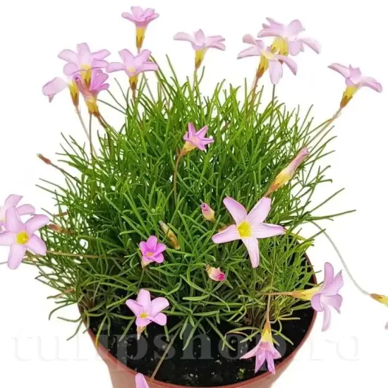 Bulbi Oxalis Pink Spider (Trifoi) - Toamna oxalis pink spider plantare toamna soare
