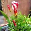 oxalis versicolor bulbi plantare toamna 110x110