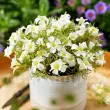 Bulbi Oxalis White Spider (Trifoi) - Toamna oxalis white spider bulbi trifoi cu patru foi alb 110x110