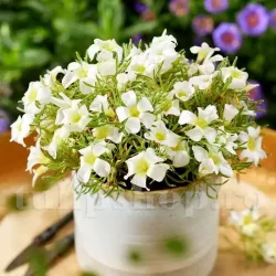 Bulbi Oxalis White Spider (Trifoi) - Toamna Bulbi Oxalis White Spider (Trifoi) - Toamna