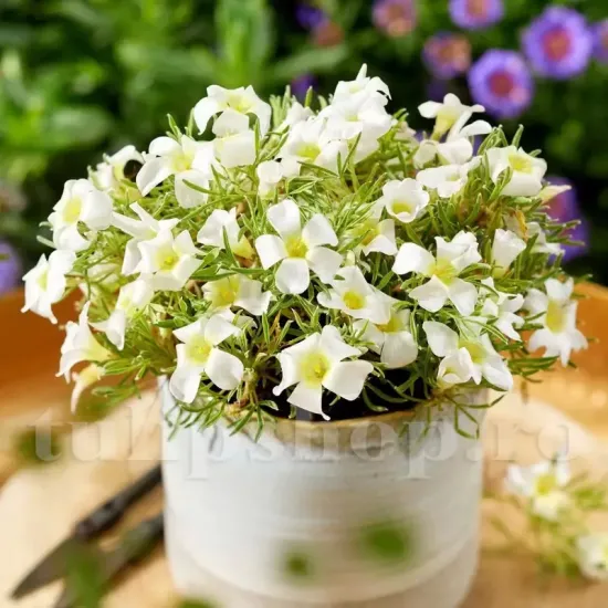 Bulbi Oxalis White Spider (Trifoi) - Toamna oxalis white spider bulbi trifoi cu patru foi alb