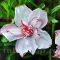Bulbi Oxalis Double Pink Wonder (Trifoi) - Toamna