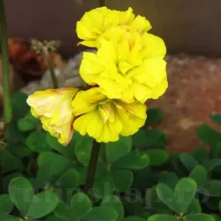 Bulbi Oxalis Double Trouble (Trifoi) - Toamna