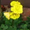 Bulbi Oxalis Double Trouble (Trifoi) - Toamna