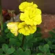 Bulbi Oxalis Double Trouble (Trifoi) pachet bulbi oxalis double trouble toamna tulip shop