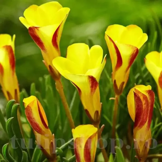 Bulbi Oxalis Golden Cape (Trifoi) pachet bulbi oxalis golden cape toamna tulip shop