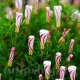 Bulbi Oxalis Versicolor (Trifoi) pachet bulbi oxalis versicolor toamna tulip shop