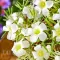 Bulbi Oxalis White Spider (Trifoi) - Toamna