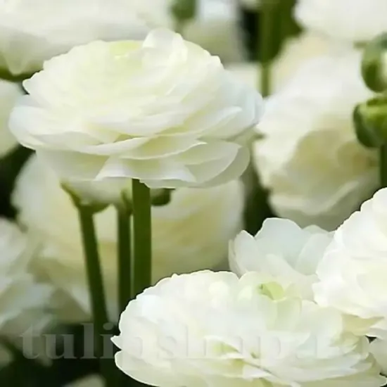 bulbi flori albe gradina ranunculus tulipshop
