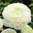 Bulbi Ranunculus Alb (Piciorul Cocosului) - Primavara bulbi ranunculus alb plantare primavara 110x110