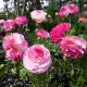 bulbi ranunculus aviv picotee rose plantare primavara