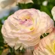 bulbi ranunculus elegance bianco sfumato plantare primavara