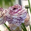 Bulbi Ranunculus Elegance Bianco Striato (Piciorul Cocosului) - Primavara bulbi ranunculus elegance bianco striato plantare primavara 110x110