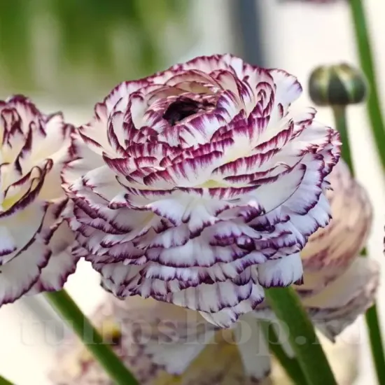 bulbi ranunculus elegance bianco striato plantare primavara