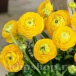Bulbi Ranunculus Galben (Piciorul Cocosului) - Primavara bulbi ranunculus galben plantare primavara 110x110