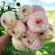 Bulbi Ranunculus Elegance Bianco Sfumato (Piciorul Cocosului) - Primavara bulbi ranunculus premium alb sfumato tulipshop 110x110
