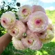 bulbi ranunculus premium alb sfumato tulipshop