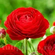 Bulbi Ranunculus Rosu (Piciorul Cocosului) - Primavara bulbi ranunculus rosu plantare primavara 110x110