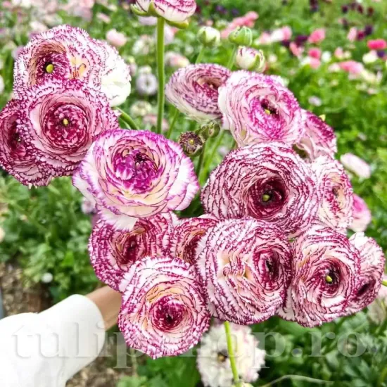 floare ranunculus alb striat decor gradina tulipshop
