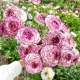 floare ranunculus alb striat decor gradina tulipshop