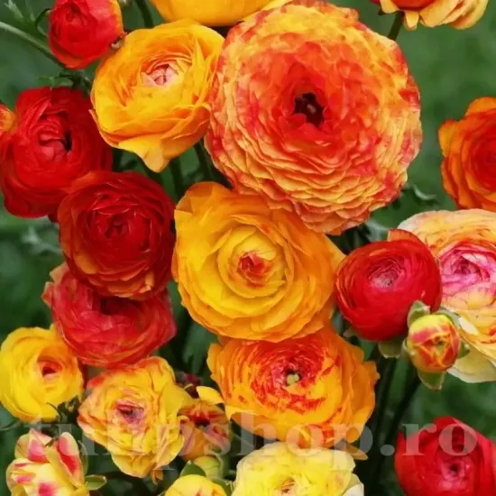 floare ranunculus aviv picotee orange gradina tulipshop