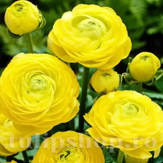 floare ranunculus galbena detaliu tulipshop