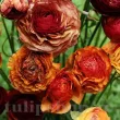 Bulbi Ranunculus Aviv Picotee Cafe (Piciorul Cocosului) - Primavara floare ranunculus picotee cafe detaliu tulipshop 110x110