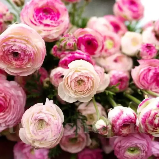 floare ranunculus picotee rose gradina tulipshop