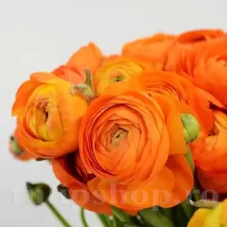 Bulbi Ranunculus Portocaliu (Piciorul Cocosului)